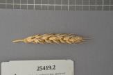 Click for 1 image(s) for this accession. Spike